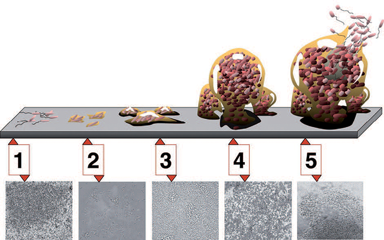 Figure 1: Generalized biofilm formation